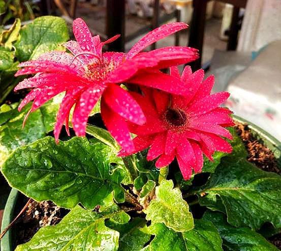 田园土最便宜的改良方法,在家种花田园土变营养土怎么做