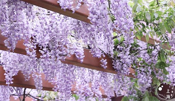 上海一日游古镇最佳路线免费景点,上海晚上十大必去免费景点