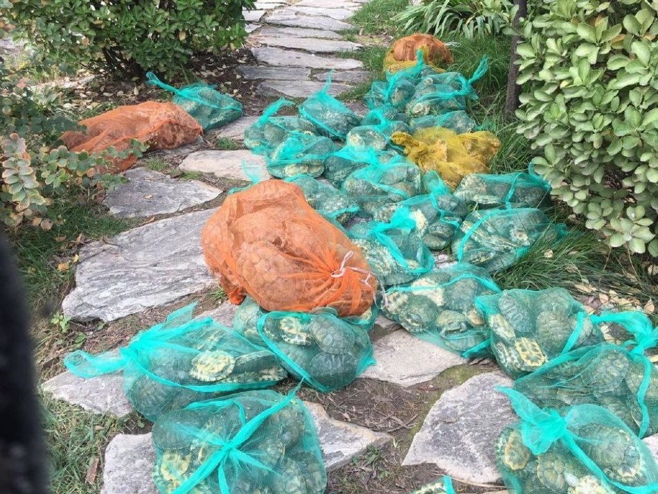 巴西龟的正确放生方法,巴西龟放生触犯了哪一条法律