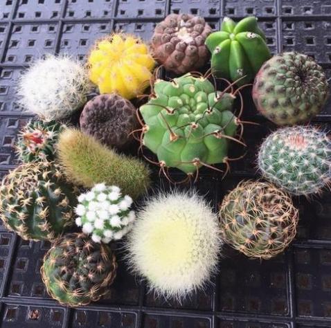 仙人球盆栽教程新手入门,如何让仙人球长得又壮又绿又大