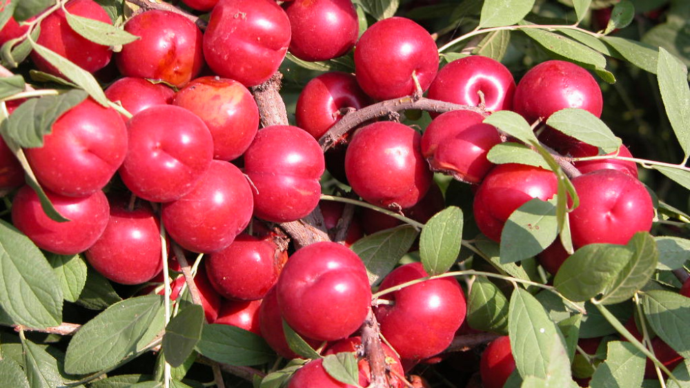 藏在农村的天然钙果有哪些,农村有一种酸溜溜的野果