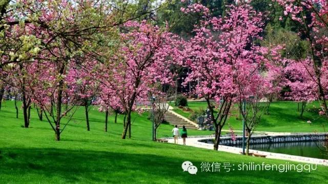 春暖石林湖：落英缤纷，芳草鲜美