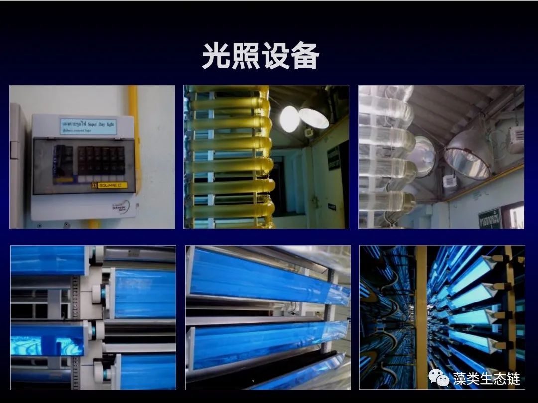 藻类培养课程视频教程,海南藻类生态链