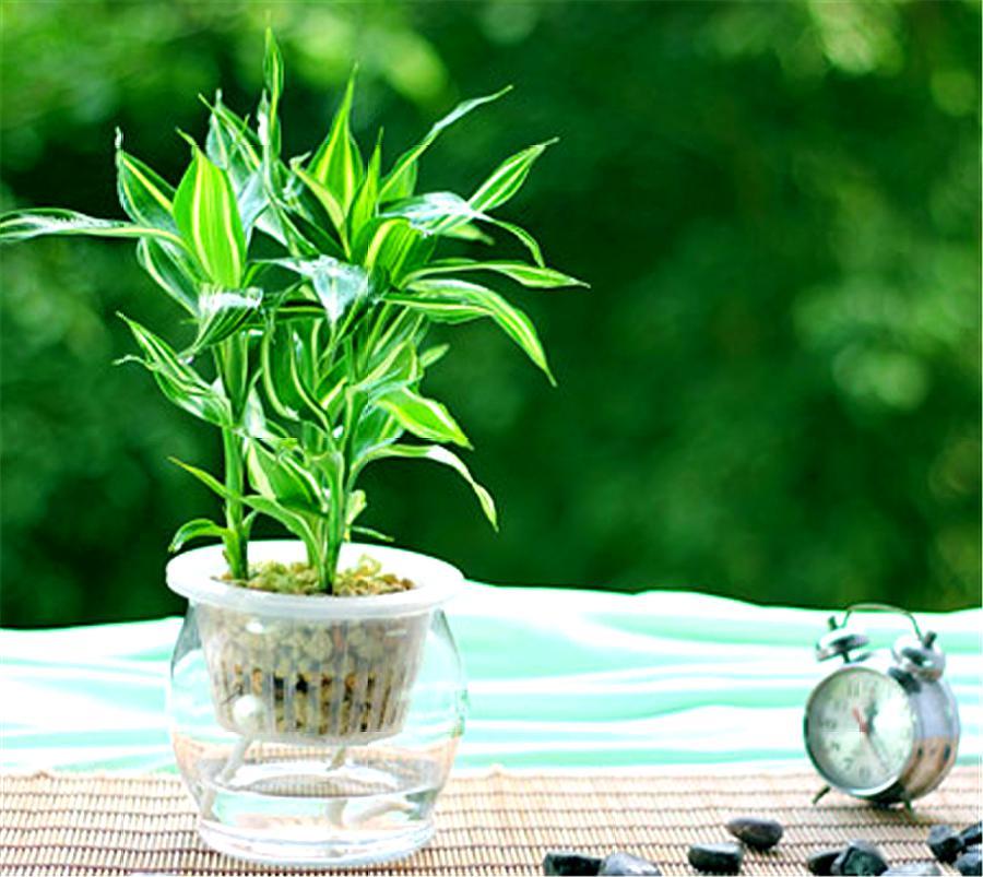 家里养什么大绿植最好养又招财,最适合在客厅养的易存活绿植