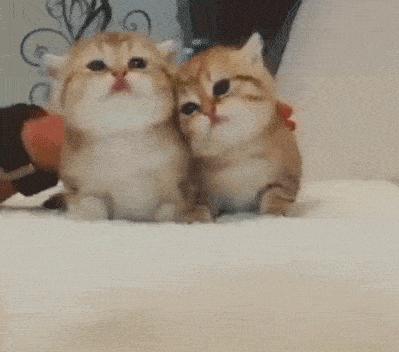 养猫可以让你变得更健康吗,老人养猫为什么比较乖玄学