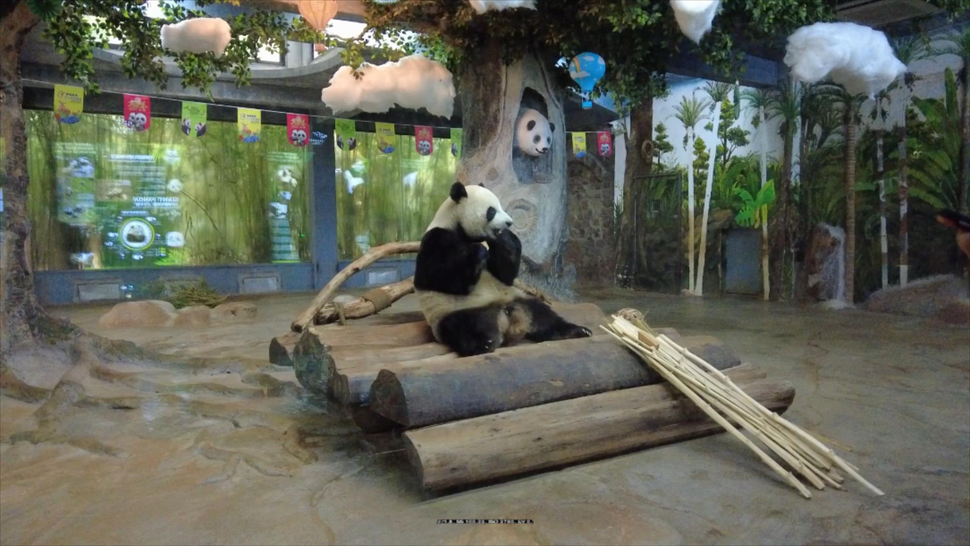 逐梦自贸海动椰城,逐梦海口嗨动椰城