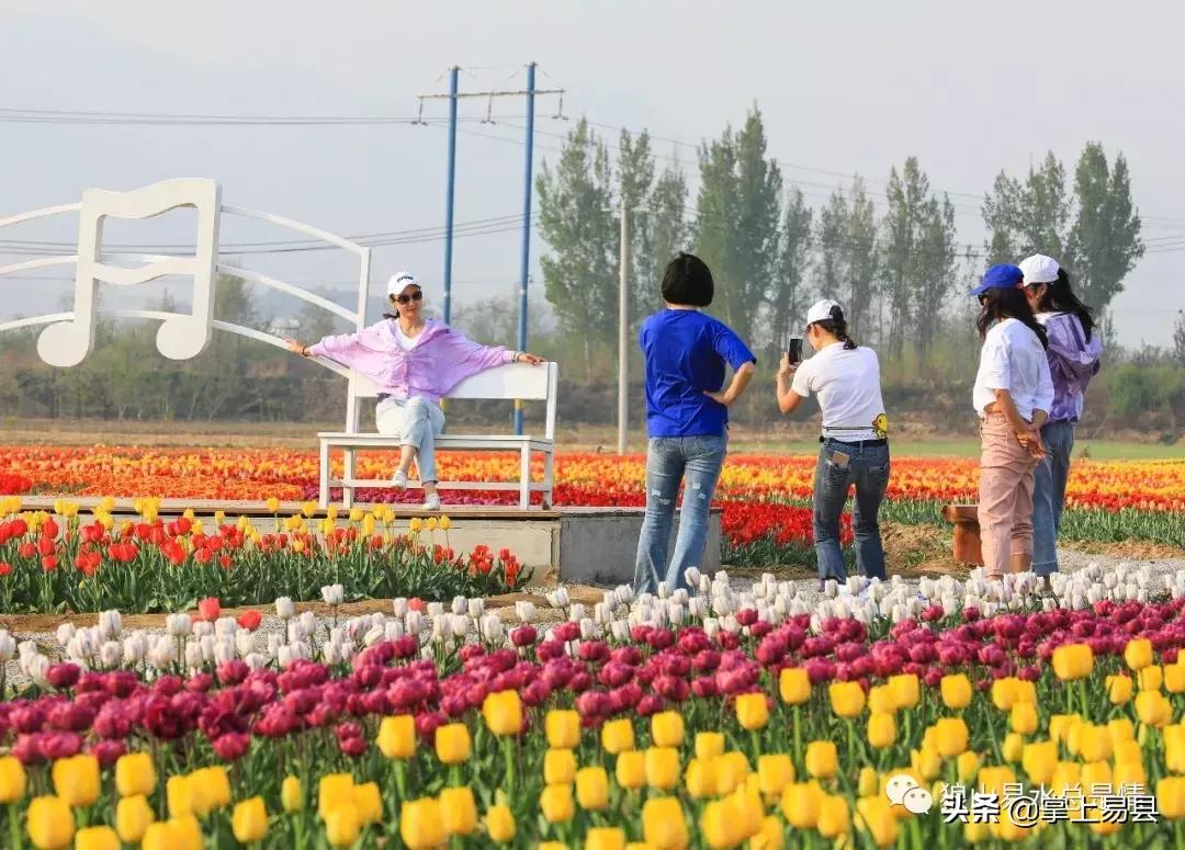 狼牙山下花如海李白诗赞郁金香