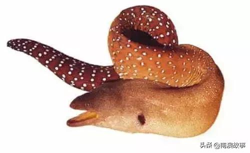 潮汕热销海鲜品种,潮汕常见的海鲜大全