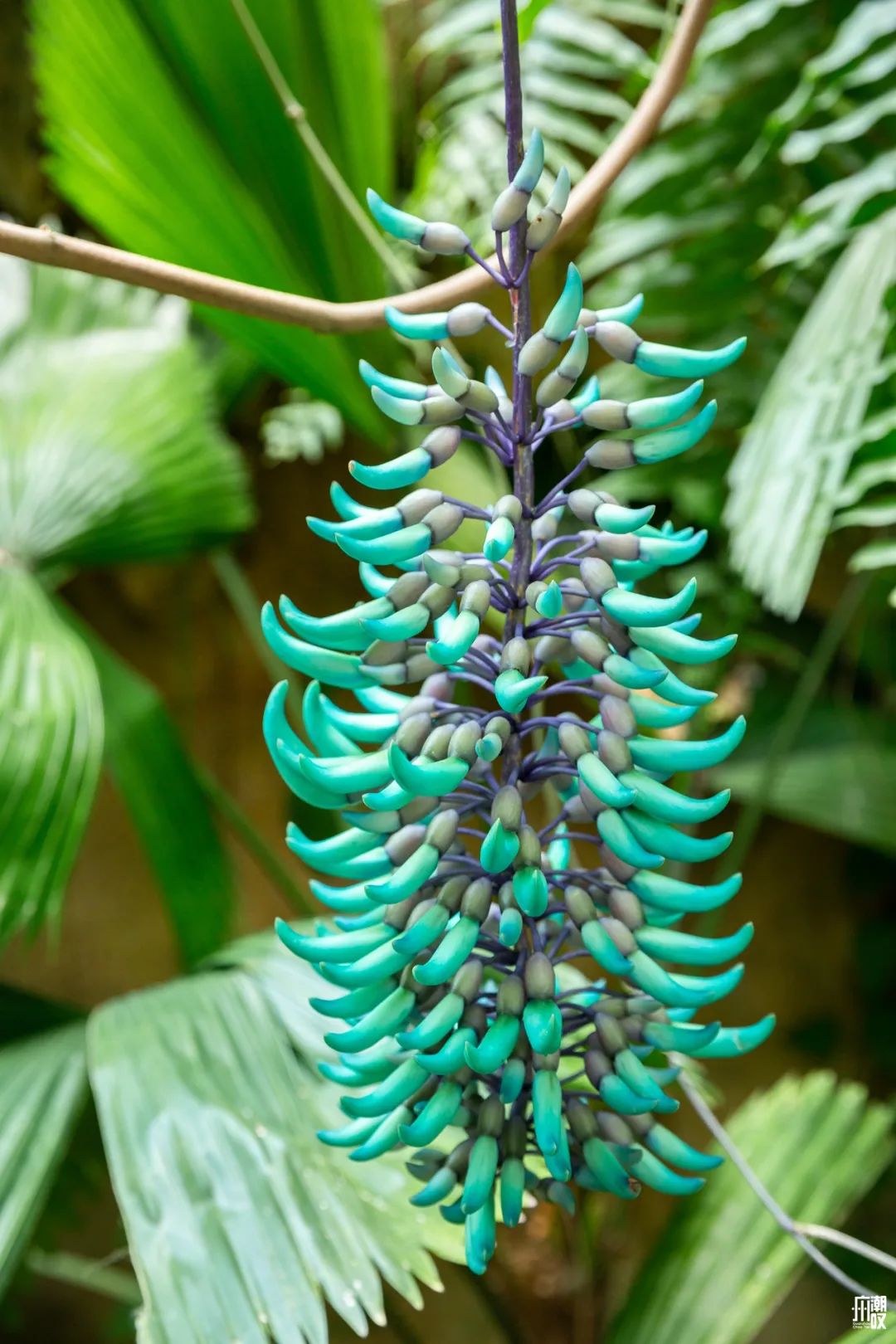 300+万㎡原始森林秘境，天河就有