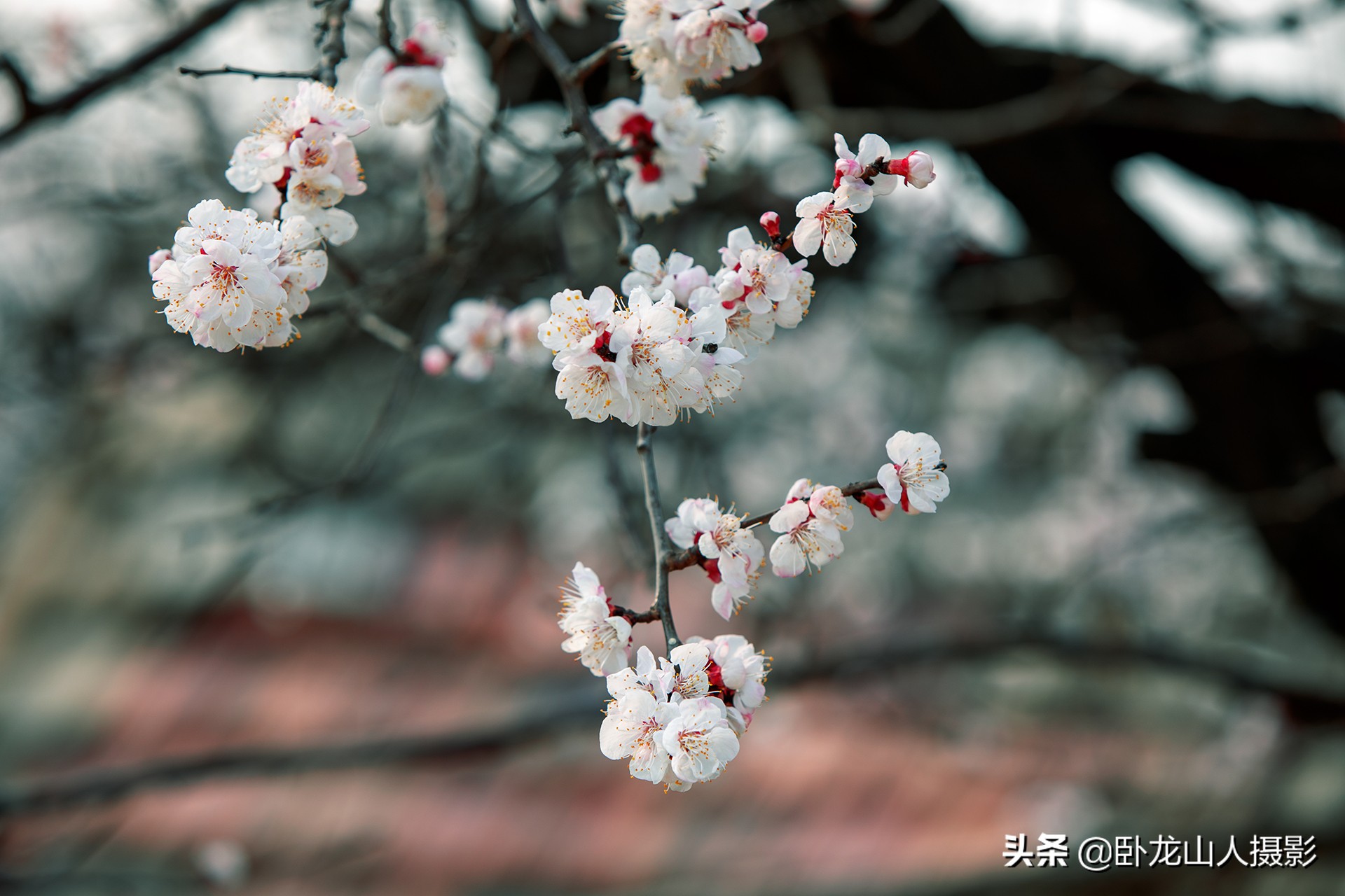 红花初绽雪花繁，重叠高低满小园。古诗配杏花