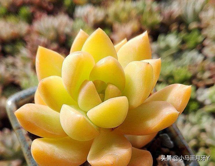 冬季动物成语大全,动物成语大全及答案100个