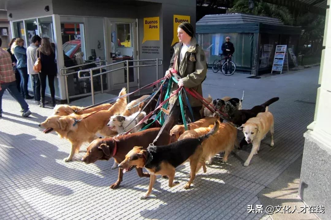 遛狗师年薪30万？剥虾师、收纳师……现在年轻人赚钱路子太野