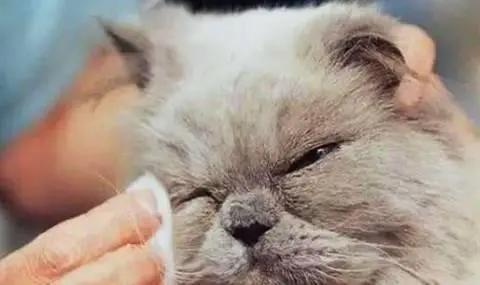 喵星人眼睛肿了,猫咪眼疾手快