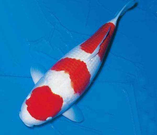 养观赏鱼小知识大全,养观赏鱼知识大全