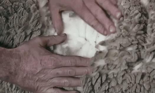 鄂尔多斯羊绒衫广告语,鄂尔多斯羊毛衫广告语