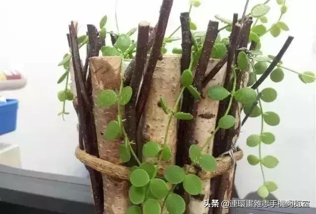 100种常见花卉植物图谱,100种花卉素描图谱