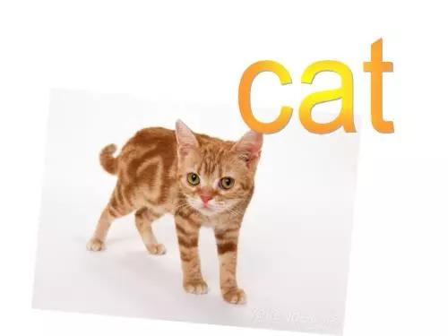 6岁零基础儿童适合学的英语启蒙,适合零基础儿童的英语启蒙