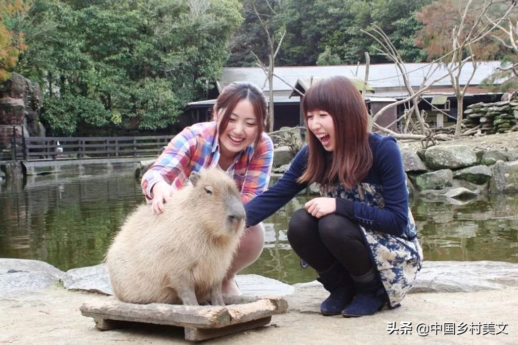 「鼠年说鼠」来看千奇百怪的鼠类，全认识算我输