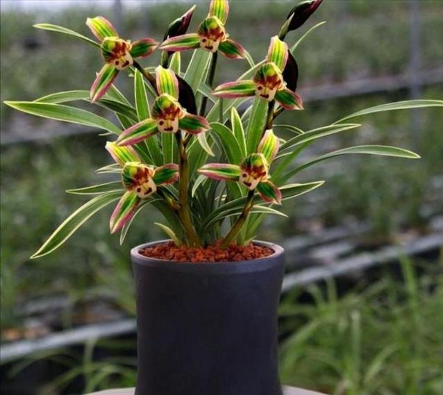 浓香型四季兰四季都能四季开花吗,四季兰里的直立叶带金边