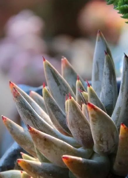 有暗纹的多肉有哪些,暗纹系多肉有哪些