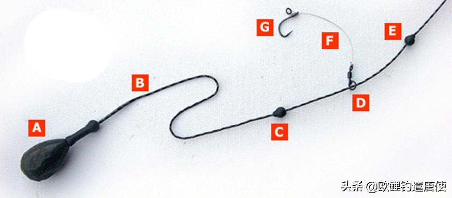 欧鲤钓适合中国吗,欧鲤钓入门