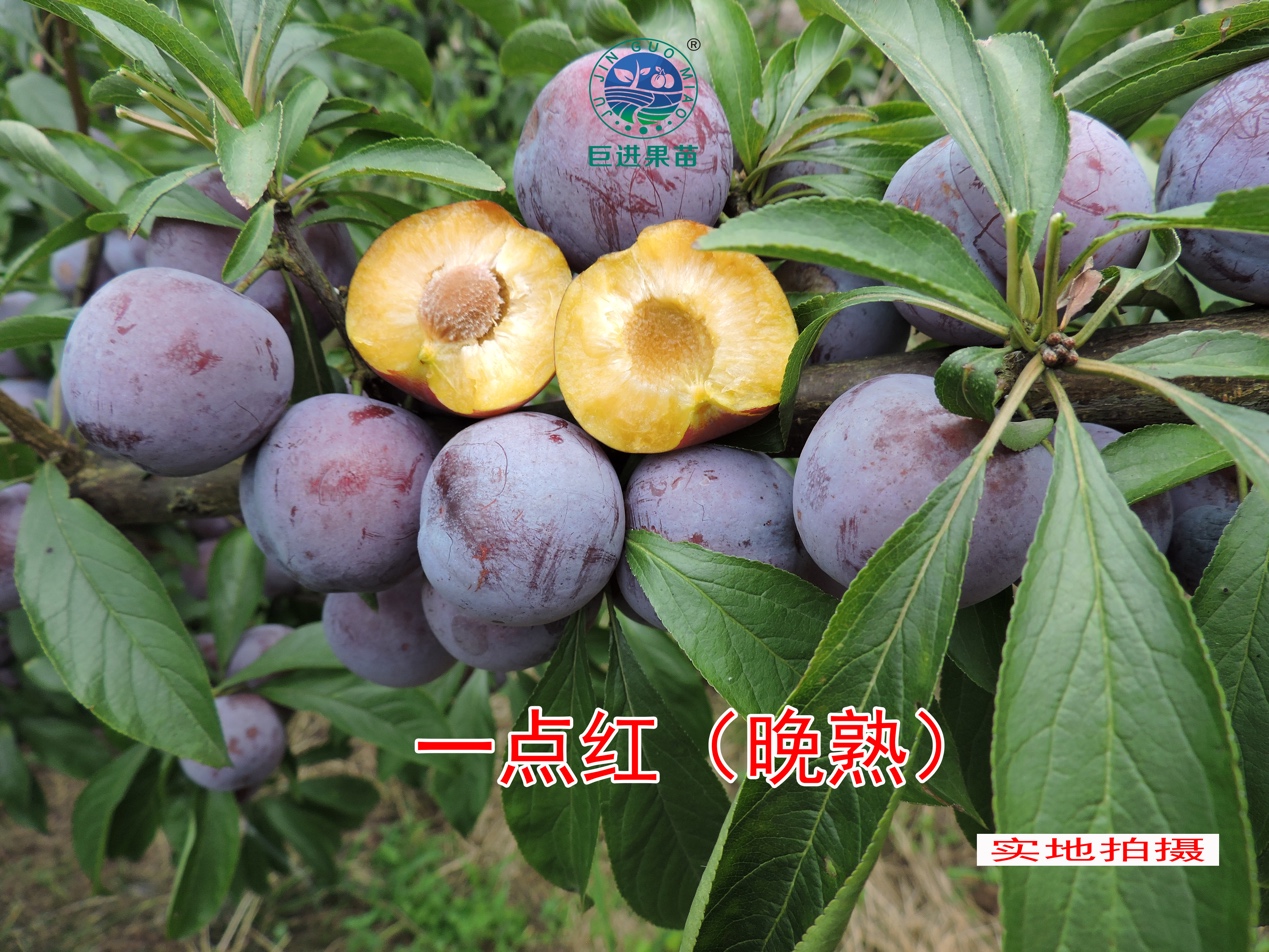 中国最具种植前景水果钙果,四川种植什么水果前景最好