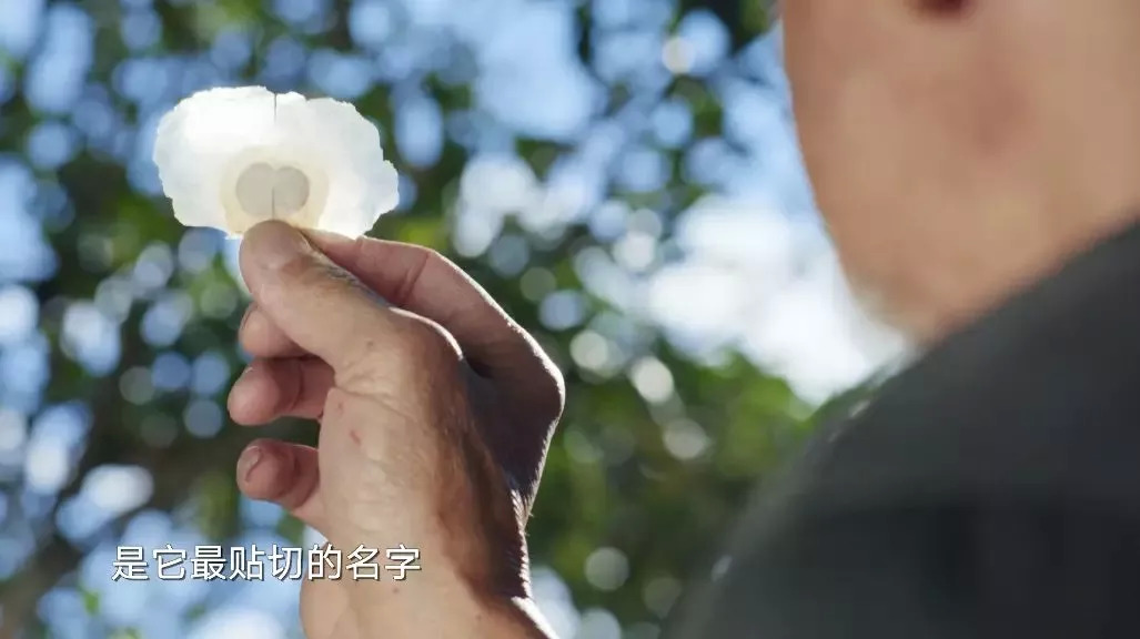 寡人有疾，《本草》有药