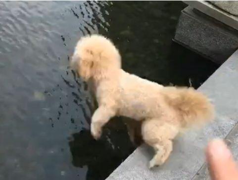 防止狗狗下水潜水的方法,狗子怕水怎么办让狗子跳下水