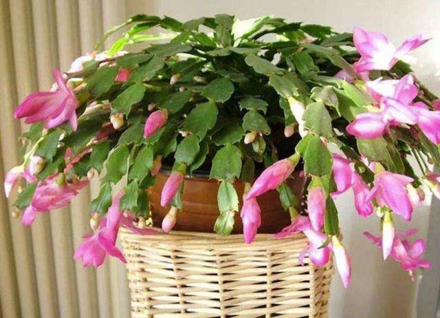 假昙花蟹爪兰仙人指哪个开花期长,仙人指和蟹爪兰的花有什么区别