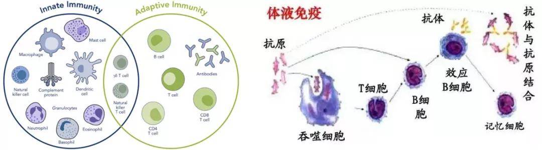 乙肝两对半15阳性,图文解读看懂乙肝两对半