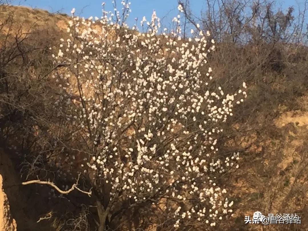 山花烂漫中条山之山杏花开树树梅