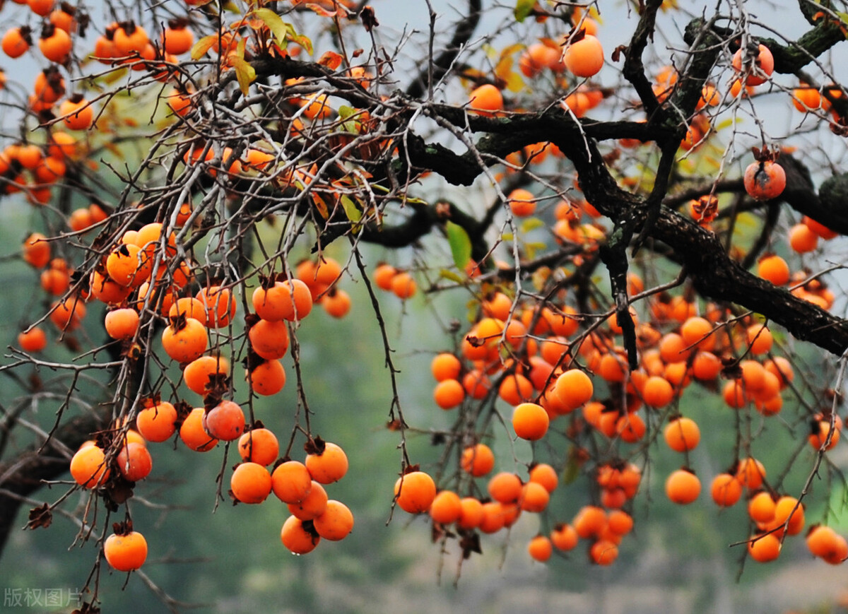盆栽观果植物有哪些,观果植物具备哪些特征