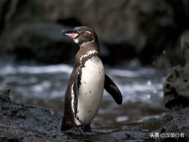 50种珍稀保护动物,为什么人类应该保护濒危物种