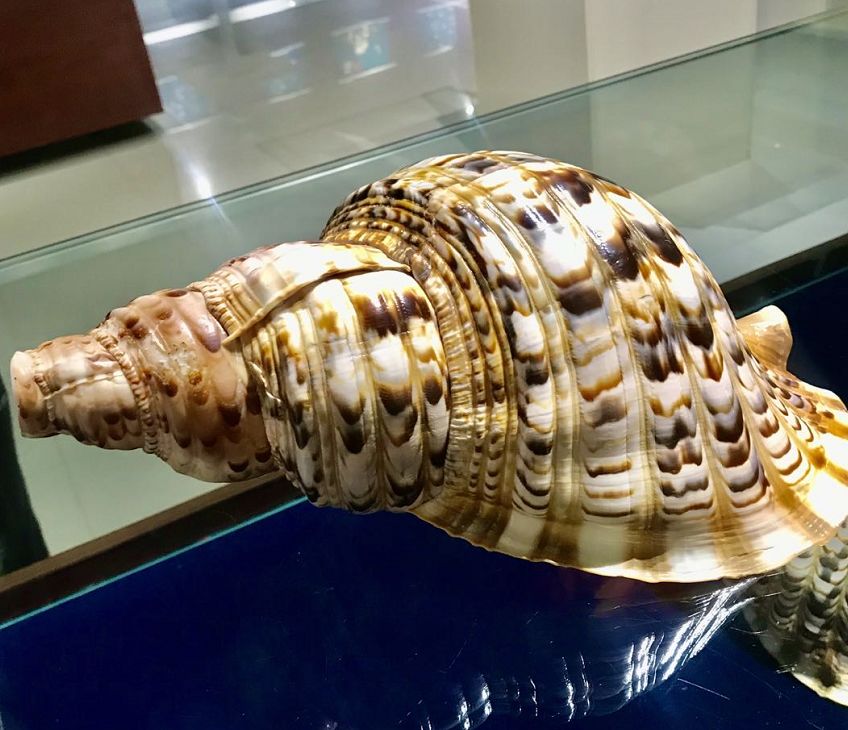 青岛海边的小海螺,青岛沿海的小海螺