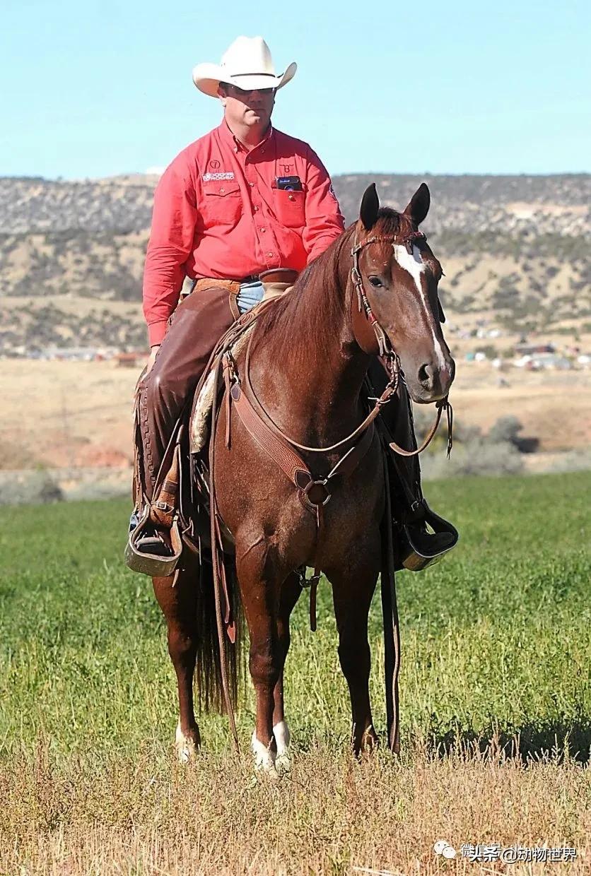 世界最好的十个品种马 (世界上最美丽的10类品种马)