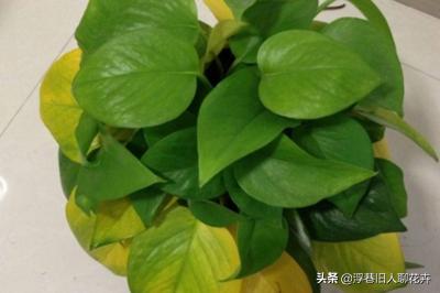 冬天室内绿萝经常出现黄叶怎么办,冬天绿萝浇水多了怎么拯救