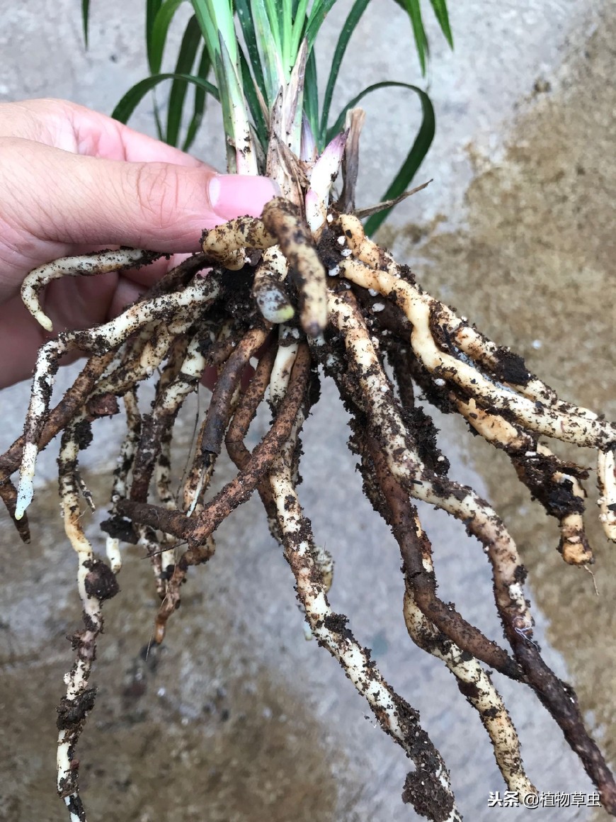 贵州兰花最好的地方在哪里,哪个地区的兰花好养