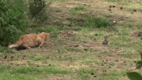 能不能养宠物鼠狗兔猫,能不能养宠物鼠猫狗呢