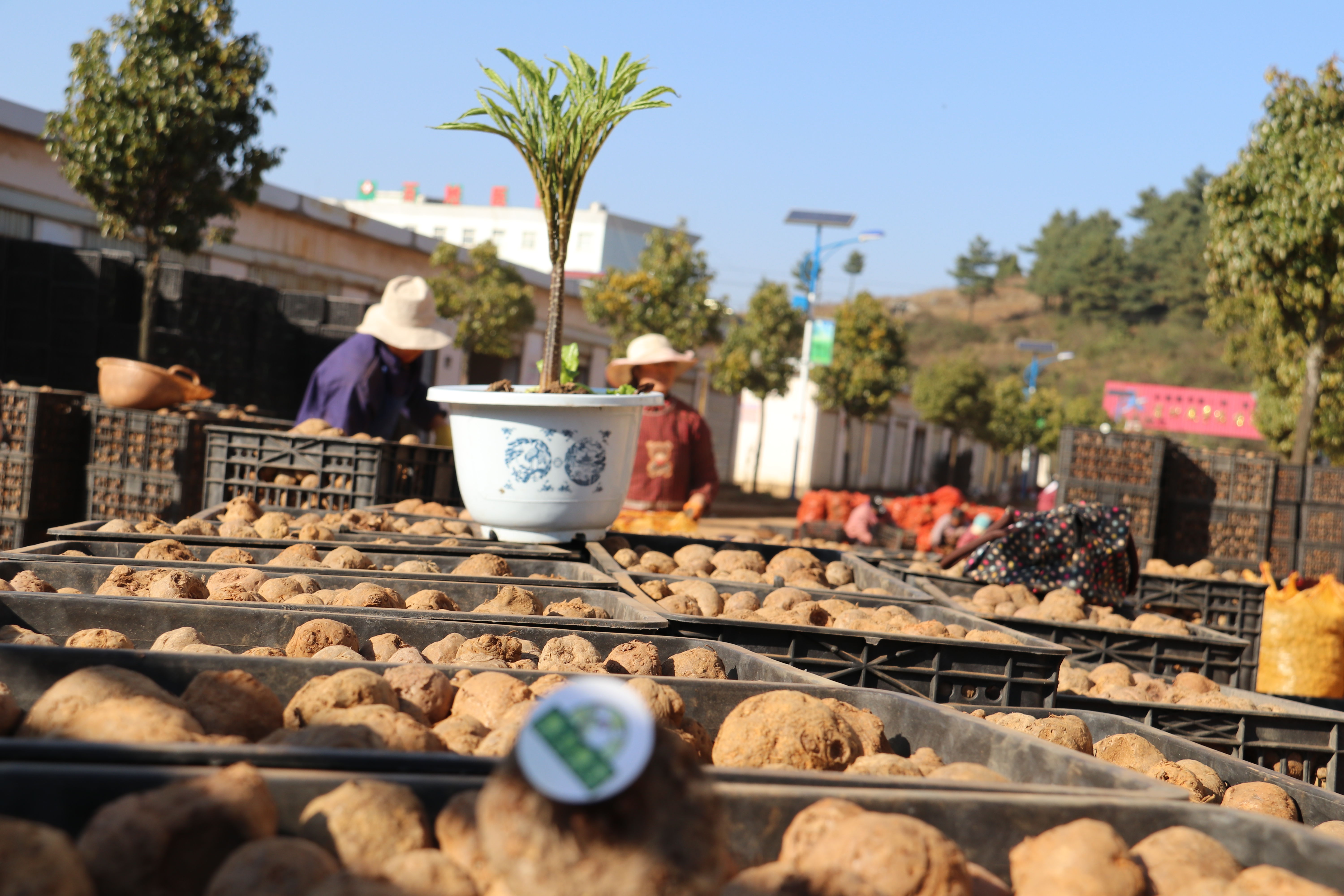 魔芋种植技术每日农经,魔芋种植与收益