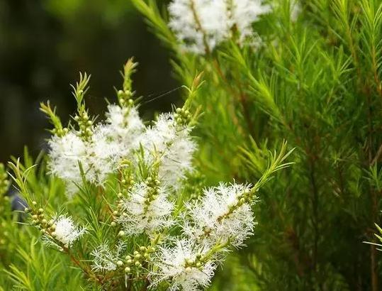 过敏性鼻炎怎么用茶树精油 (茶树精油对过敏性鼻炎有哪些帮助)
