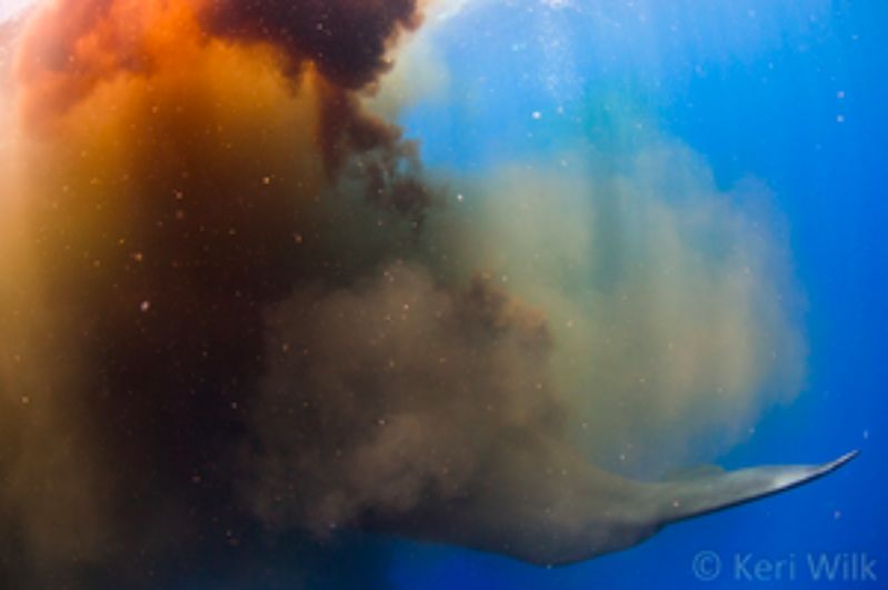 鲸鱼拉屎的过程,鲸鱼拉屎全过程
