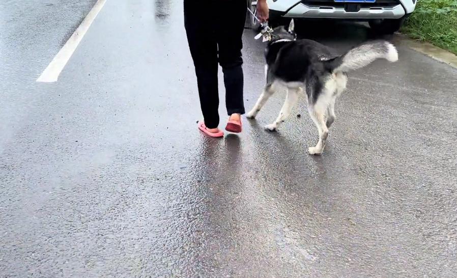 哈士奇一块钱就可以买到,河南哈士奇价格