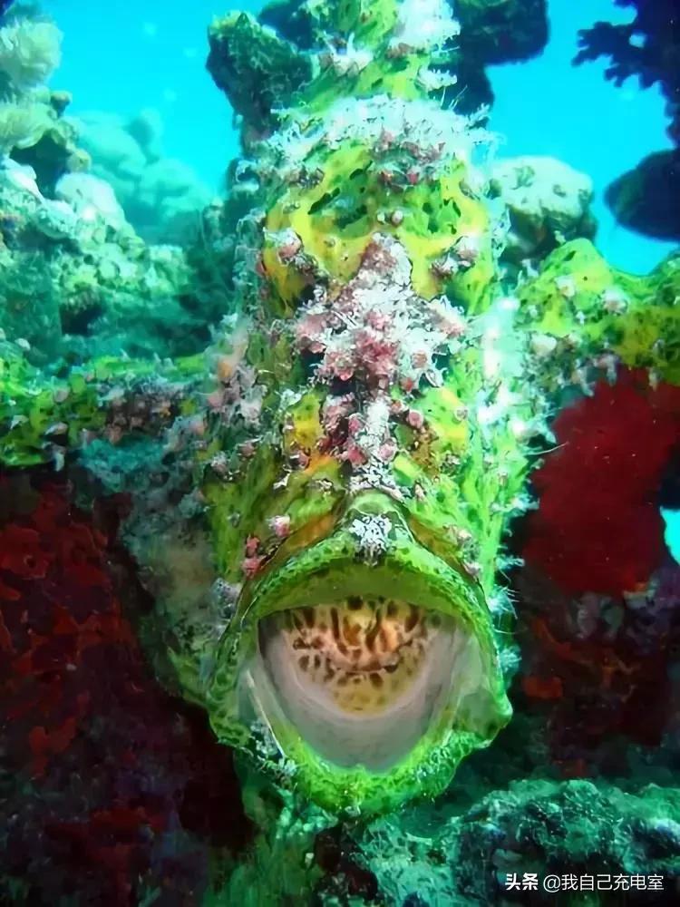 罕见的海底世界照,罕见海底图片