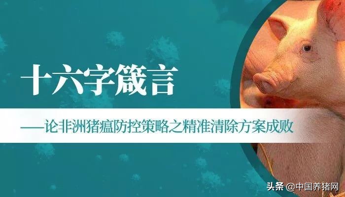 李金龙：十六字箴言论非洲猪瘟防控策略之精准清除方案成败