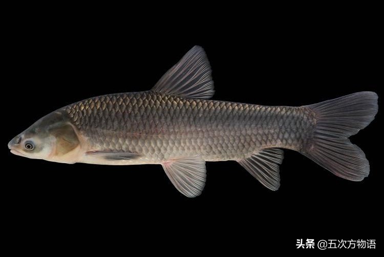 中国四大家鱼的视频,人们常说的四大家鱼