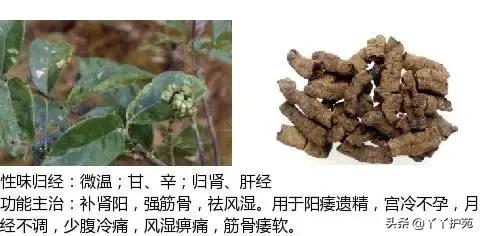 农村身边的中草药主治与功效,中草药全图谱与功效