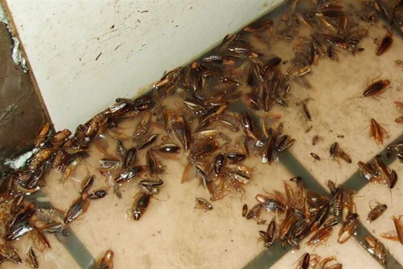 家里蟑螂怎么消灭最彻底小妙招,家里的蟑螂怎么消灭最快最有效