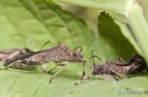 益虫用什么方法可以治,几种常见的农业益虫