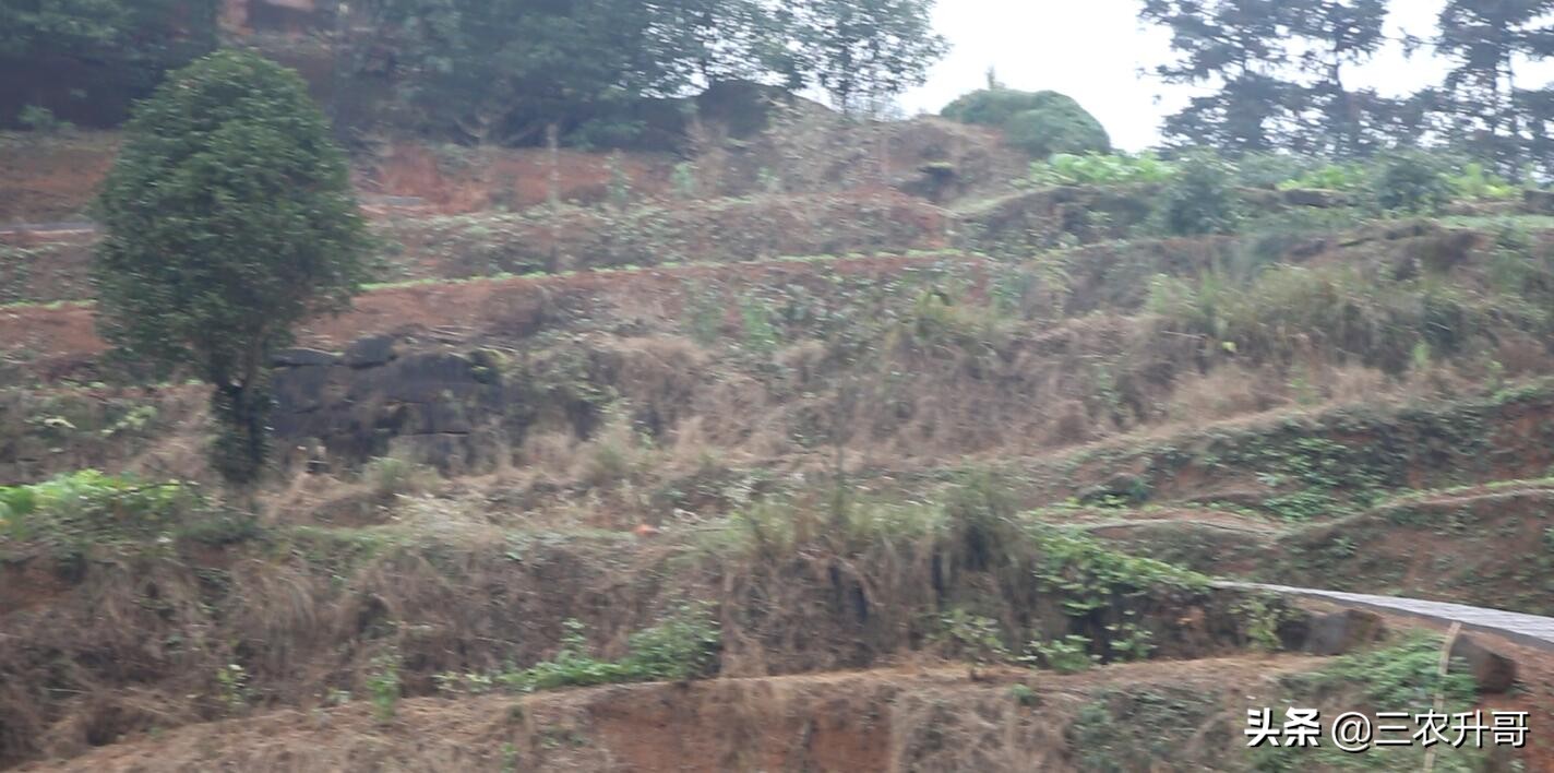 新农村建设田园风光小镇,农业种植养殖观光旅游休闲的方案