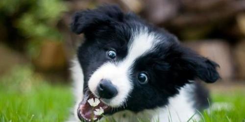 边牧不训练会不会成傻狗,边牧犬为什么不建议养成